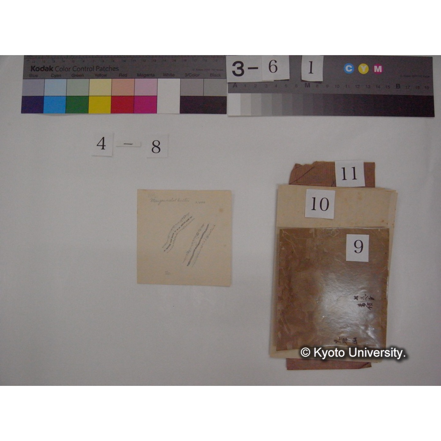 黒姫山「天狗の麦飯」採集試料観察スケッチ・各種資料・原稿等 (「黒姫山天狗ノ麦飯」) (15)