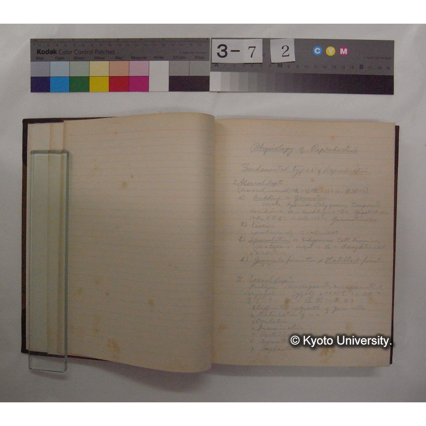 Vergleichende Physiologie (Band14: Zeugung A.) (比較生理学 巻14 発生) [翻訳ノート製本か] (6)