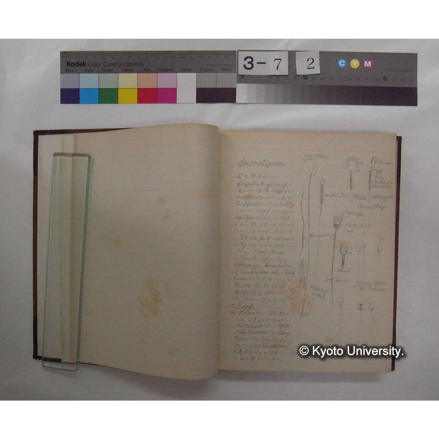 Vergleichende Physiologie (Band14: Zeugung A.) (比較生理学 巻14 発生) [翻訳ノート製本か] (7)