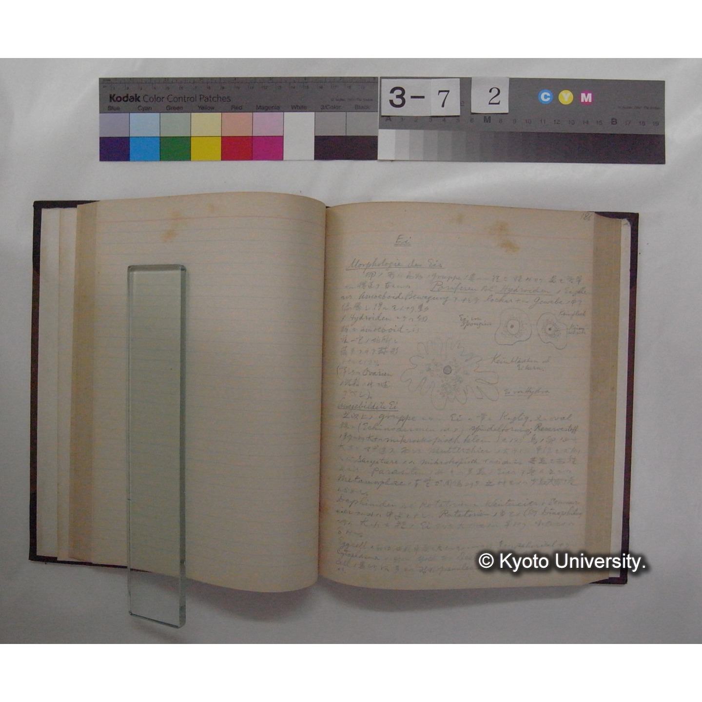 Vergleichende Physiologie (Band14: Zeugung A.) (比較生理学 巻14 発生) [翻訳ノート製本か] (9)