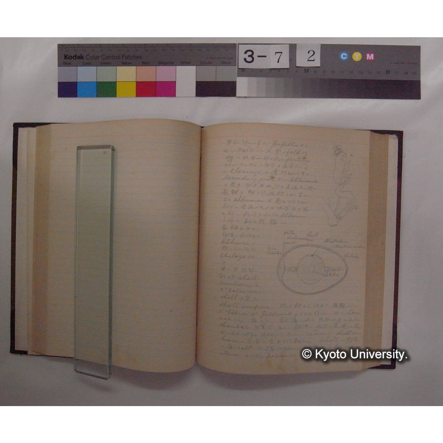 Vergleichende Physiologie (Band14: Zeugung A.) (比較生理学 巻14 発生) [翻訳ノート製本か] (10)