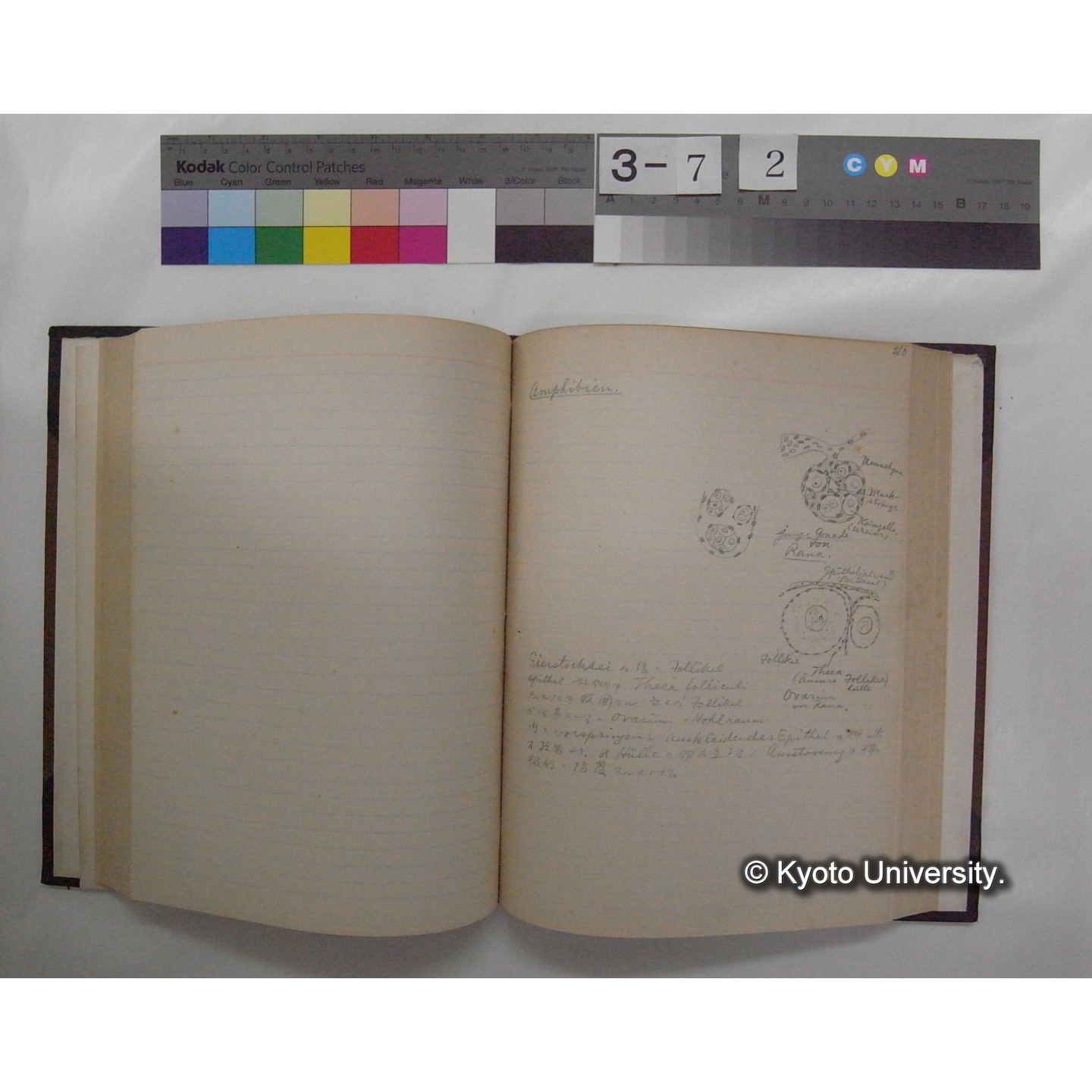 Vergleichende Physiologie (Band14: Zeugung A.) (比較生理学 巻14 発生) [翻訳ノート製本か] (12)