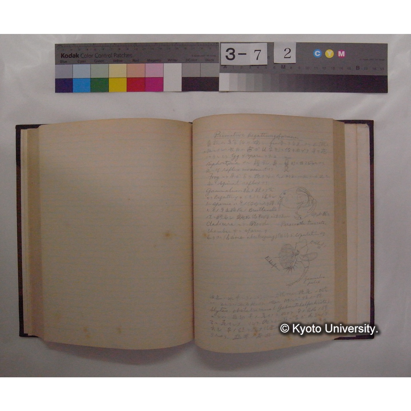 Vergleichende Physiologie (Band14: Zeugung A.) (比較生理学 巻14 発生) [翻訳ノート製本か] (14)