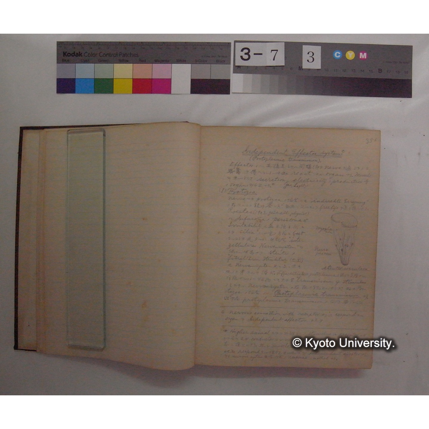 Vergleichende Physiologie (Band10: Nerven. Physiologie) (比較生理学 巻10 神経生理学) [翻訳ノート製本か] (6)