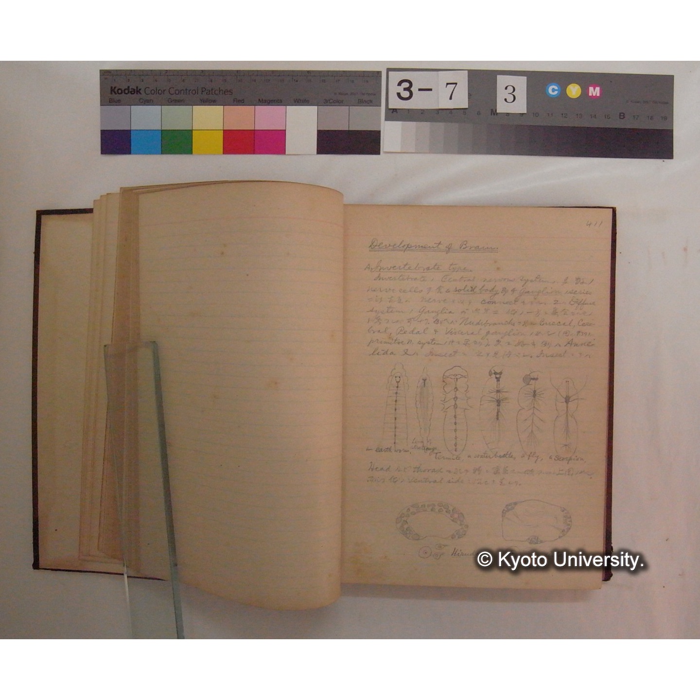 Vergleichende Physiologie (Band10: Nerven. Physiologie) (比較生理学 巻10 神経生理学) [翻訳ノート製本か] (8)