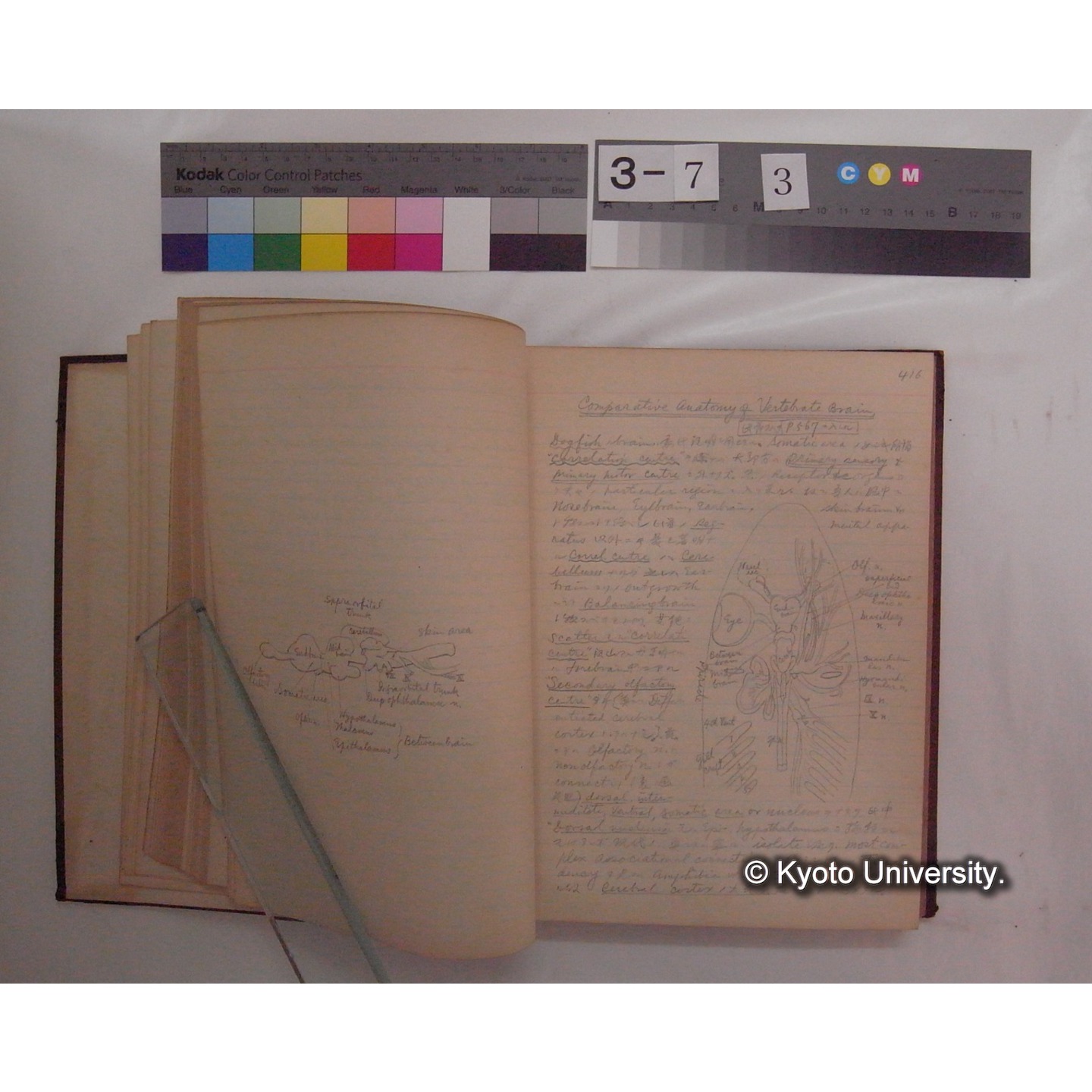 Vergleichende Physiologie (Band10: Nerven. Physiologie) (比較生理学 巻10 神経生理学) [翻訳ノート製本か] (9)