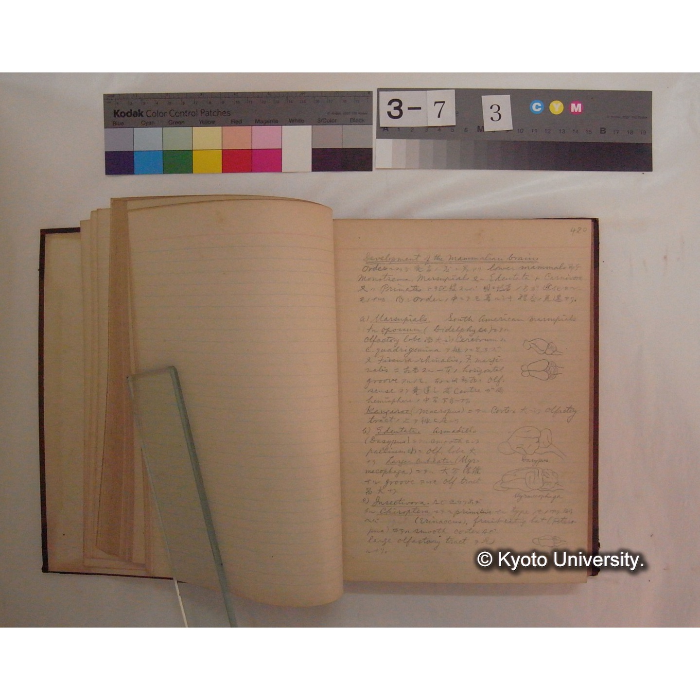 Vergleichende Physiologie (Band10: Nerven. Physiologie) (比較生理学 巻10 神経生理学) [翻訳ノート製本か] (10)