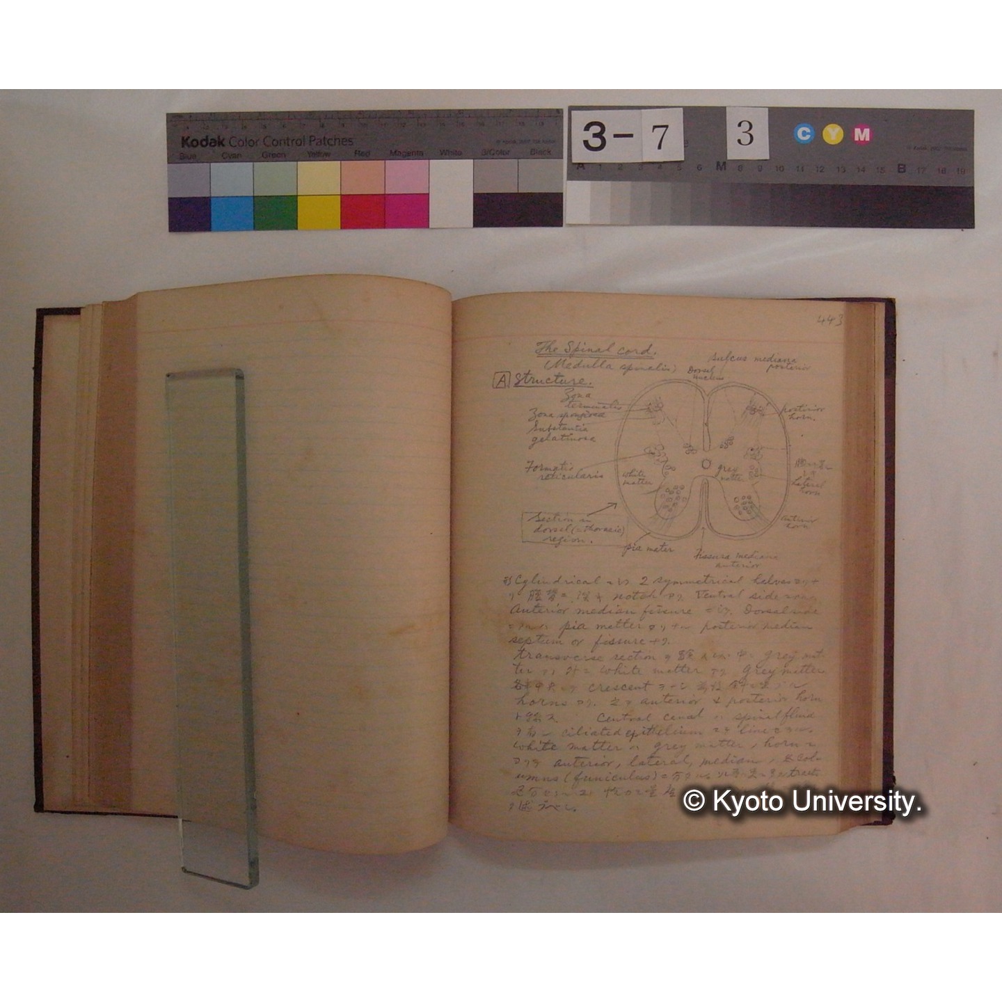 Vergleichende Physiologie (Band10: Nerven. Physiologie) (比較生理学 巻10 神経生理学) [翻訳ノート製本か] (13)