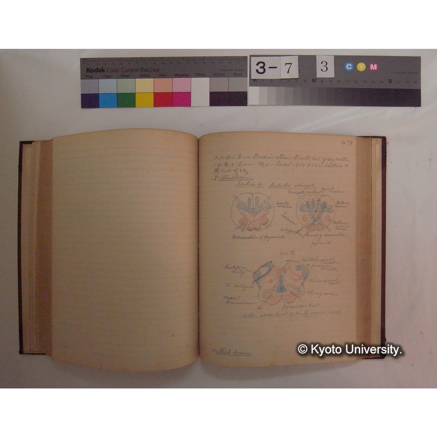 Vergleichende Physiologie (Band10: Nerven. Physiologie) (比較生理学 巻10 神経生理学) [翻訳ノート製本か] (15)