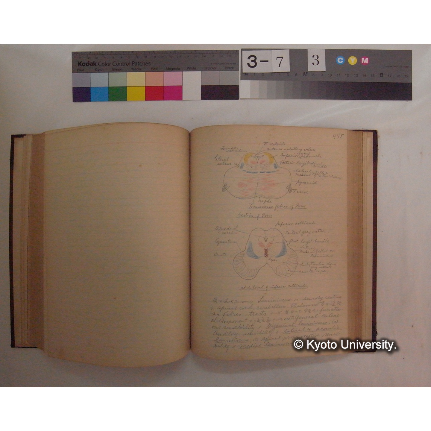 Vergleichende Physiologie (Band10: Nerven. Physiologie) (比較生理学 巻10 神経生理学) [翻訳ノート製本か] (16)