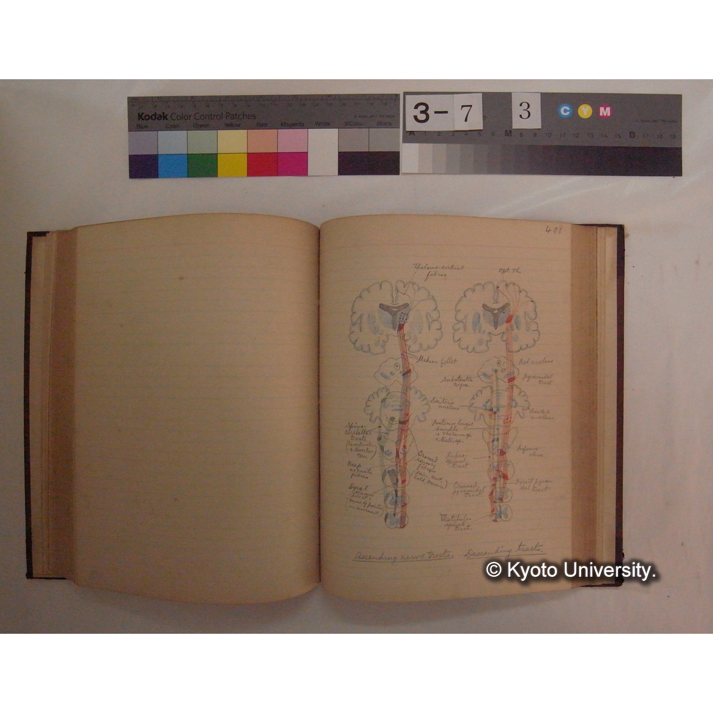 Vergleichende Physiologie (Band10: Nerven. Physiologie) (比較生理学 巻10 神経生理学) [翻訳ノート製本か] (17)