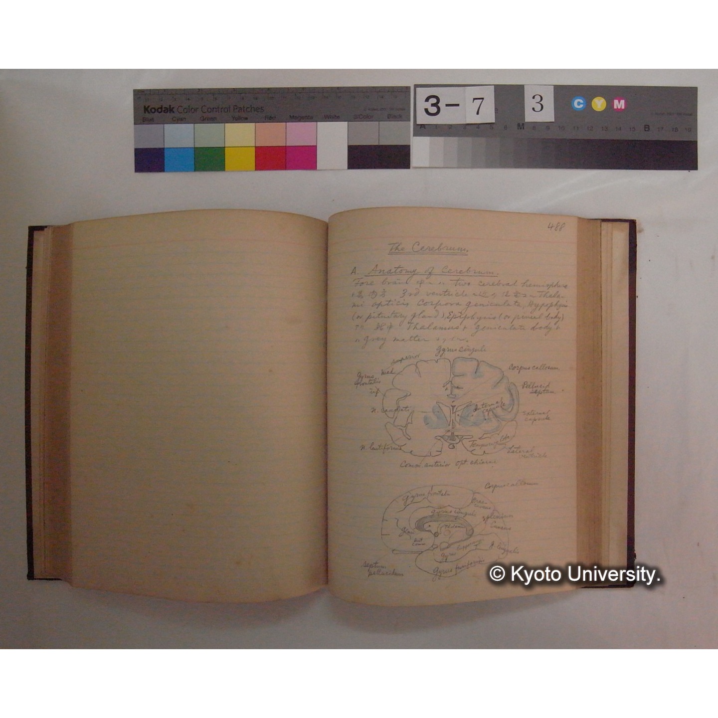 Vergleichende Physiologie (Band10: Nerven. Physiologie) (比較生理学 巻10 神経生理学) [翻訳ノート製本か] (18)