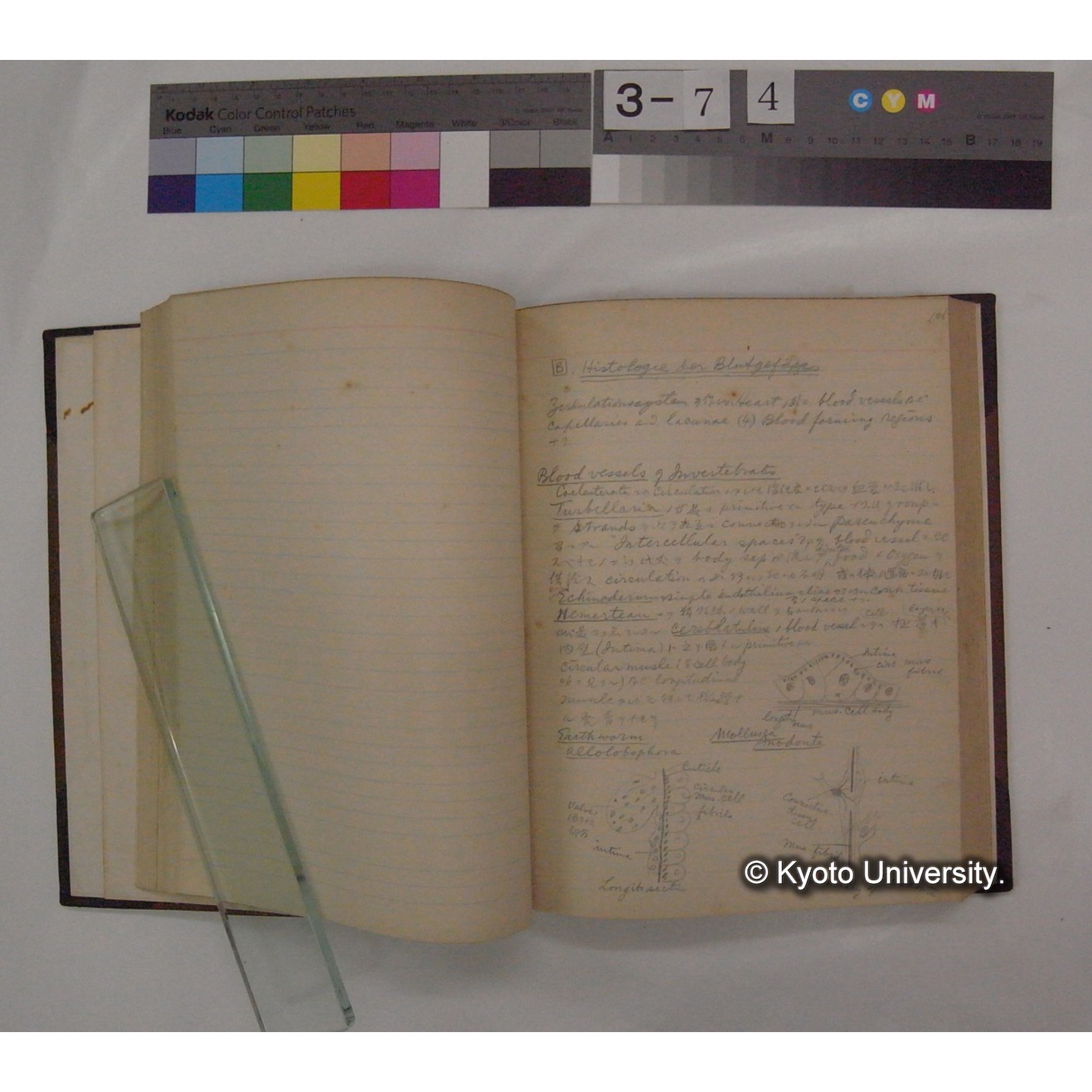 Vergleichende Physiologie (Band6: Zirkulation) (比較生理学 巻6 循環器) [翻訳ノート製本か] (16)