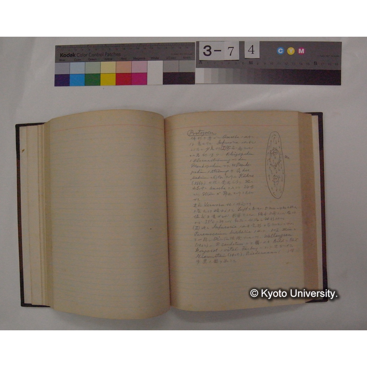 Vergleichende Physiologie (Band6: Zirkulation) (比較生理学 巻6 循環器) [翻訳ノート製本か] (18)