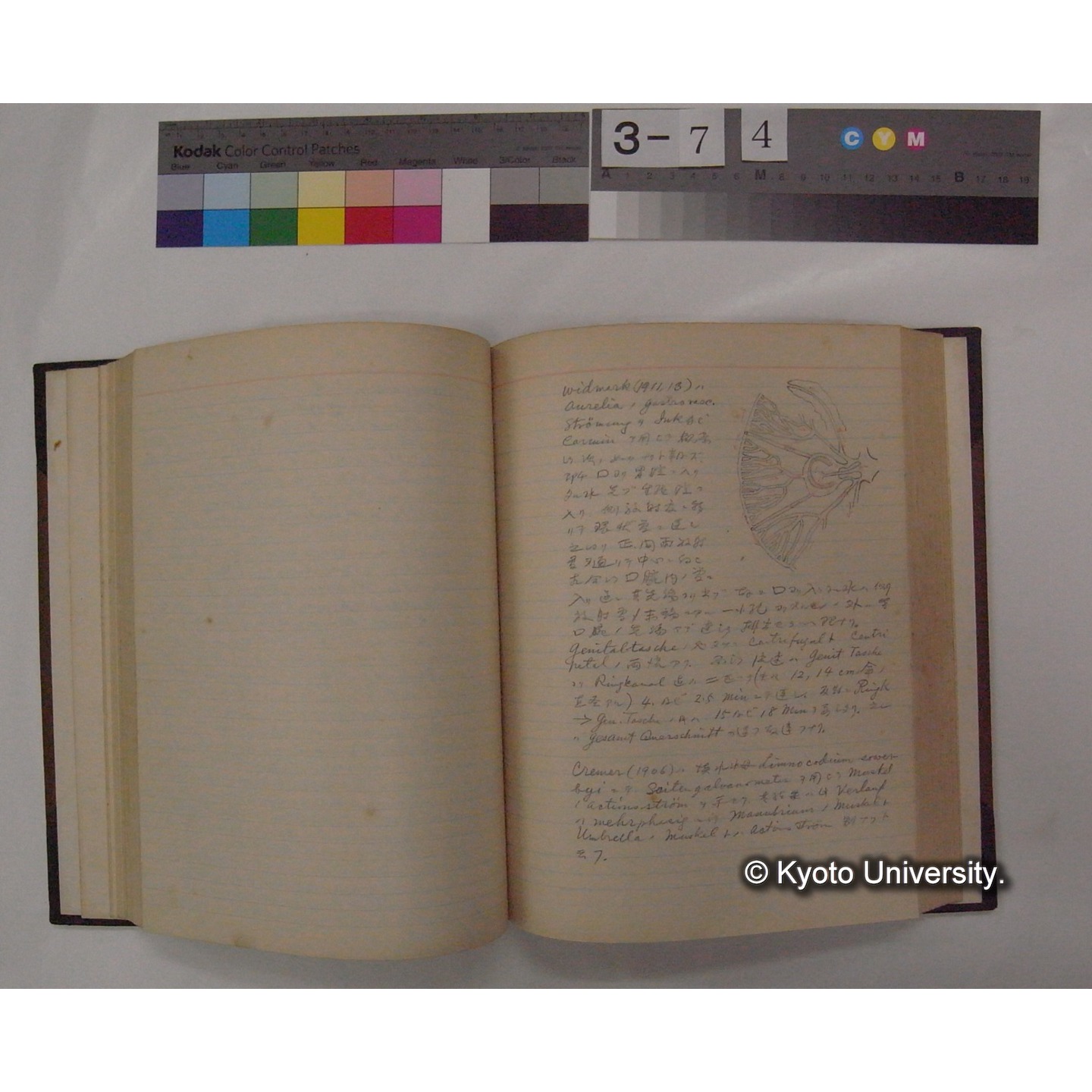 Vergleichende Physiologie (Band6: Zirkulation) (比較生理学 巻6 循環器) [翻訳ノート製本か] (19)