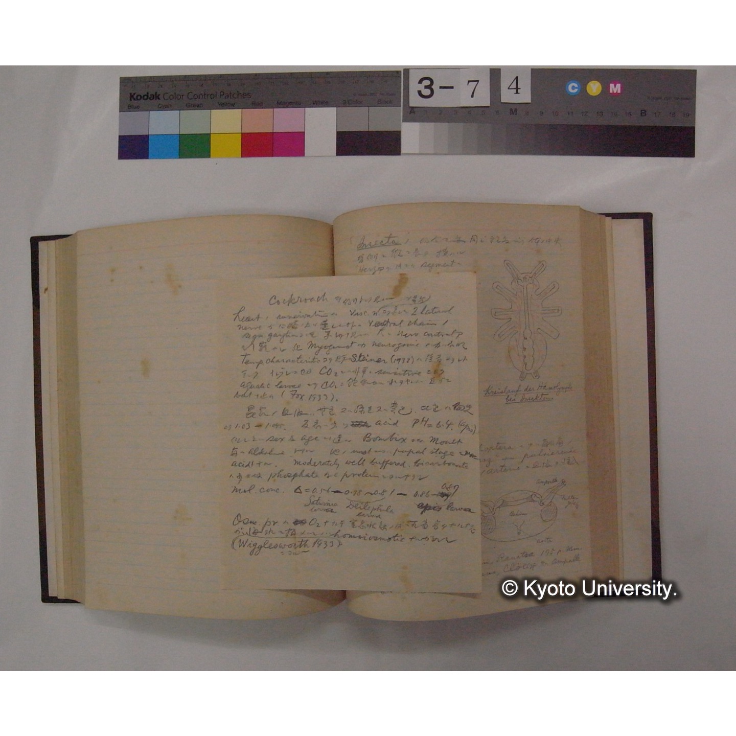 Vergleichende Physiologie (Band6: Zirkulation) (比較生理学 巻6 循環器) [翻訳ノート製本か] (21)