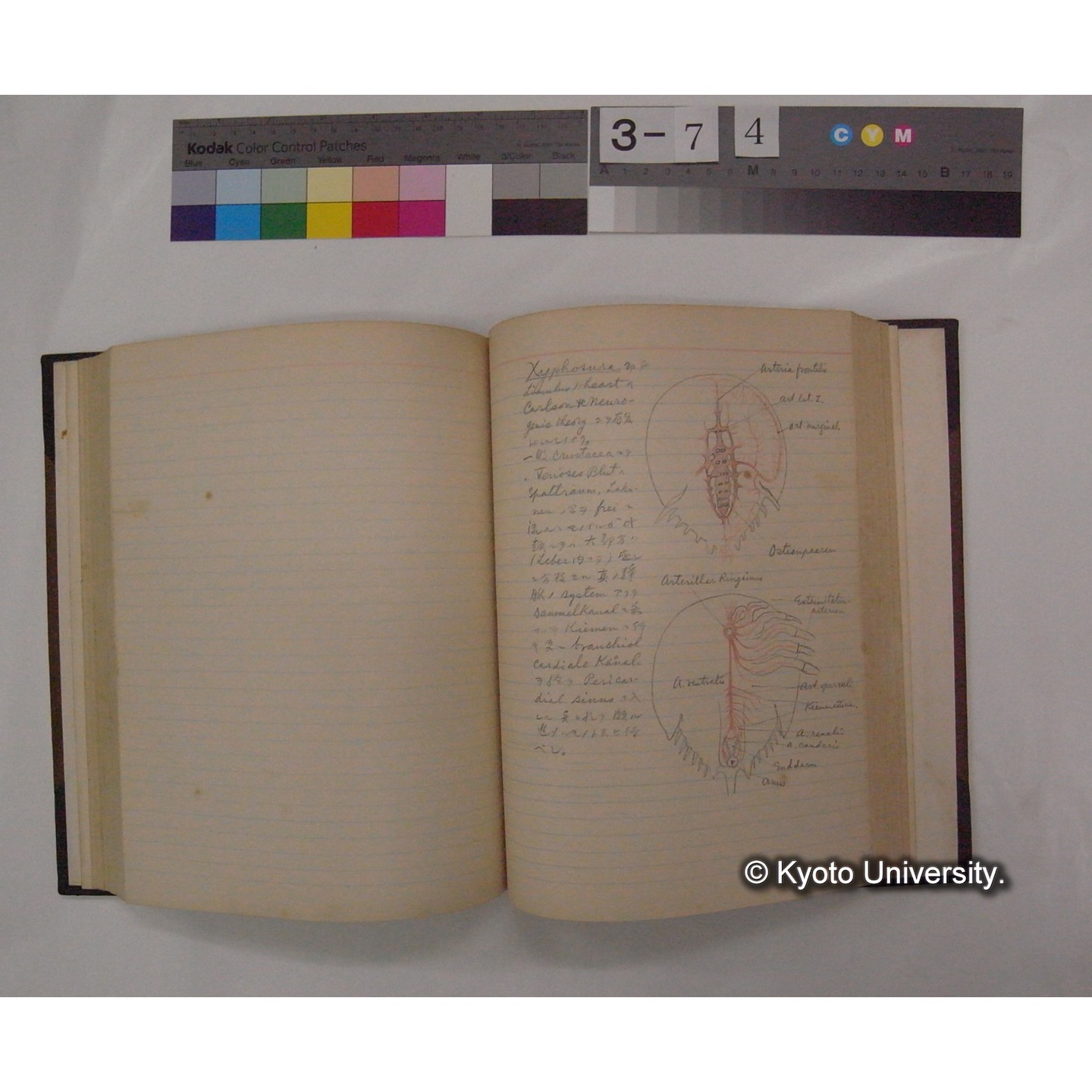 Vergleichende Physiologie (Band6: Zirkulation) (比較生理学 巻6 循環器) [翻訳ノート製本か] (22)