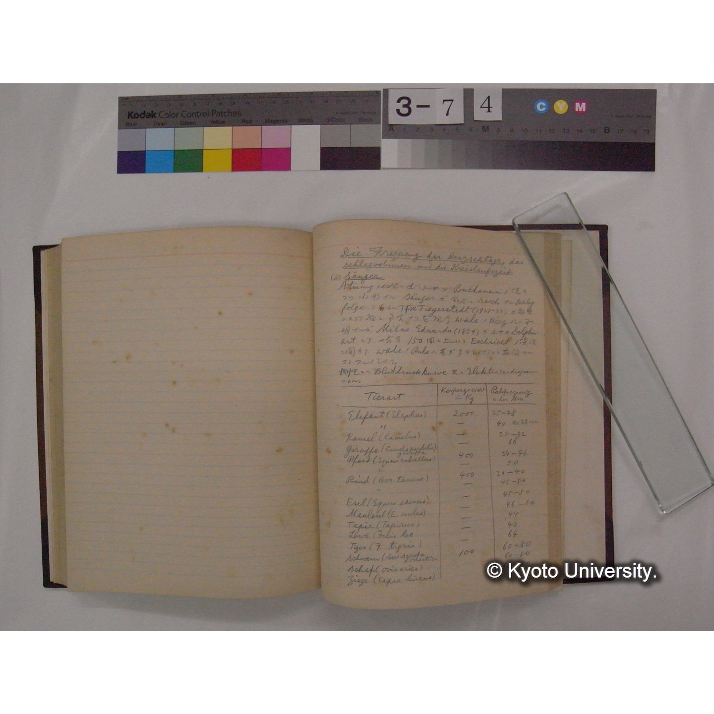 Vergleichende Physiologie (Band6: Zirkulation) (比較生理学 巻6 循環器) [翻訳ノート製本か] (24)