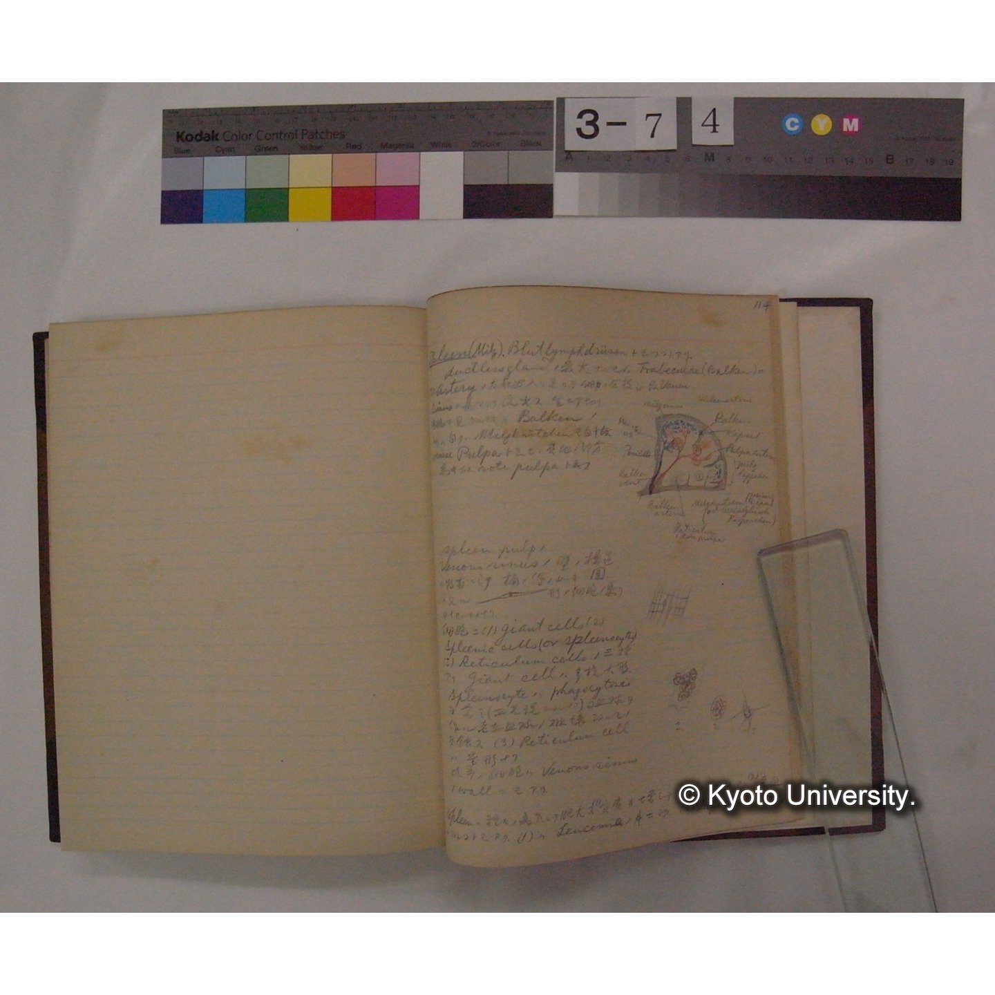 Vergleichende Physiologie (Band6: Zirkulation) (比較生理学 巻6 循環器) [翻訳ノート製本か] (27)