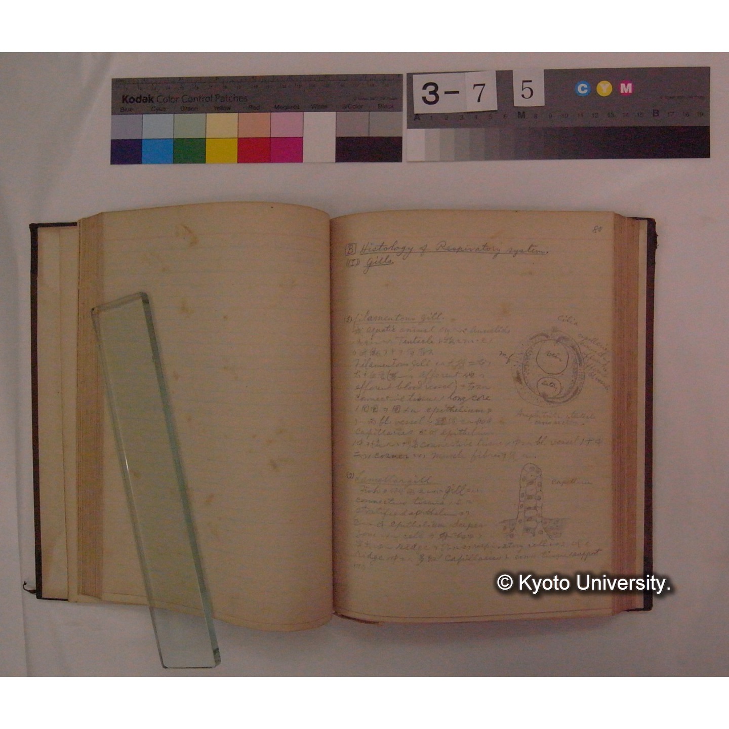 Vergleichende Physiologie (Band4: Respiration) (比較生理学 巻4 呼吸) [翻訳ノート製本か] (12)