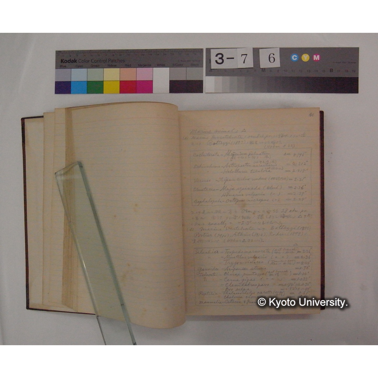 Vergleichende Physiologie (Band2: Physikalische Chemie) (比較生理学 巻2 物理化学) [翻訳ノート製本か] (9)