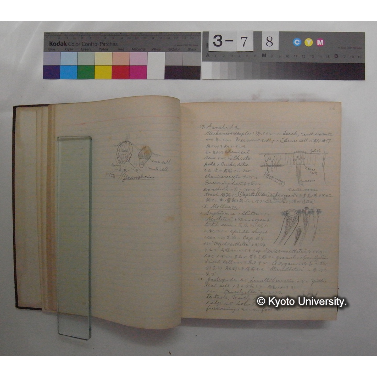 Vergleichende Physiologie (Band11: Sinnersorgane) (比較生理学 巻11 感覚器官) [翻訳ノート製本か] (7)