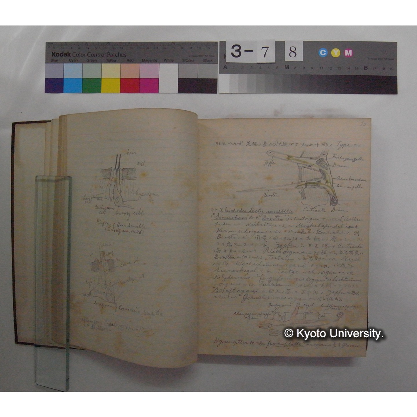 Vergleichende Physiologie (Band11: Sinnersorgane) (比較生理学 巻11 感覚器官) [翻訳ノート製本か] (8)