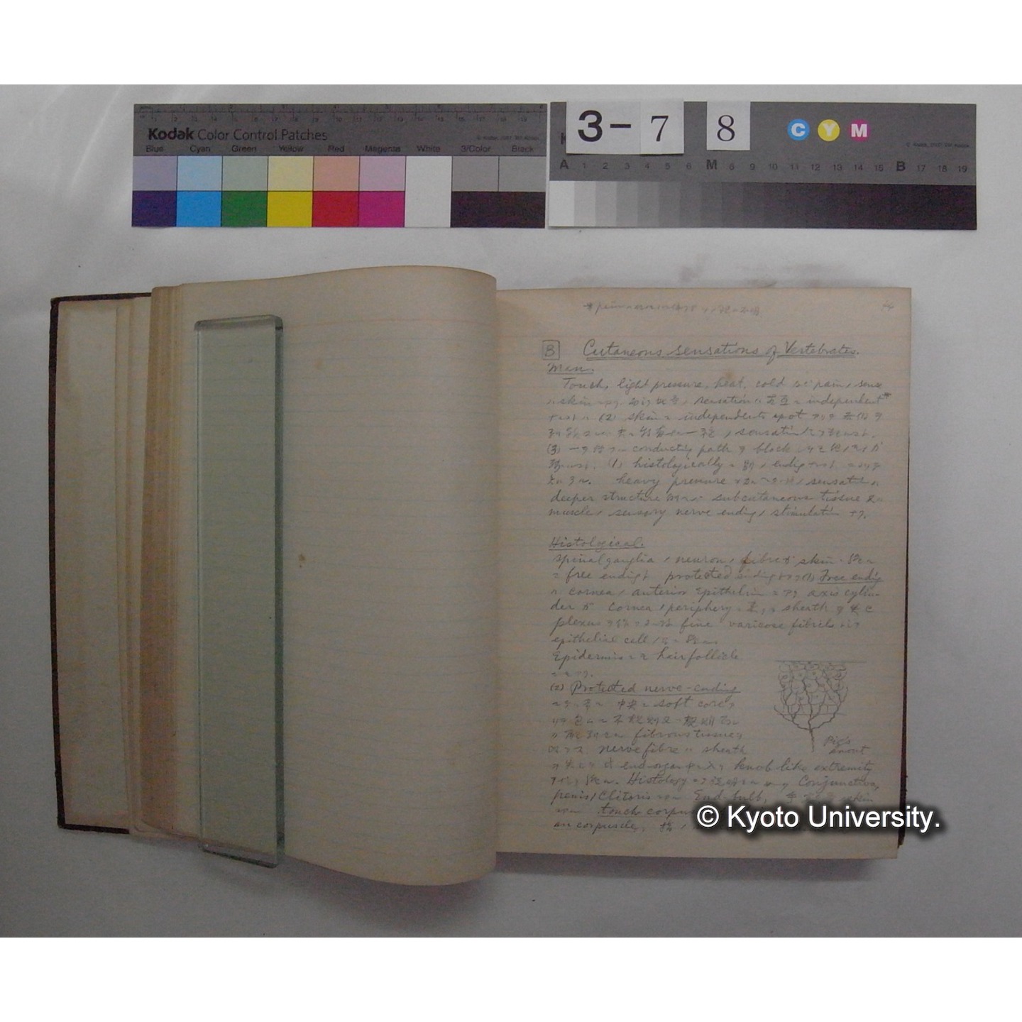 Vergleichende Physiologie (Band11: Sinnersorgane) (比較生理学 巻11 感覚器官) [翻訳ノート製本か] (10)