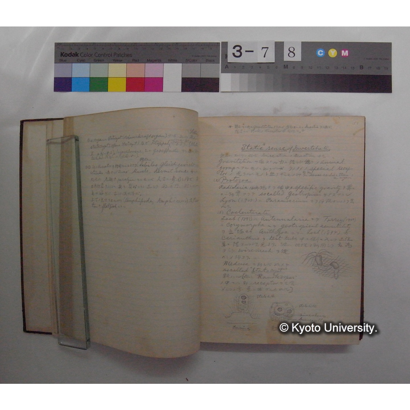 Vergleichende Physiologie (Band11: Sinnersorgane) (比較生理学 巻11 感覚器官) [翻訳ノート製本か] (11)