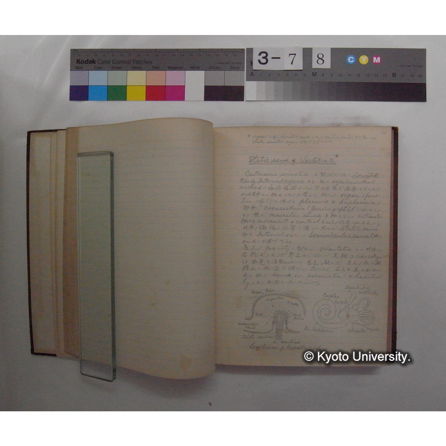 Vergleichende Physiologie (Band11: Sinnersorgane) (比較生理学 巻11 感覚器官) [翻訳ノート製本か] (12)