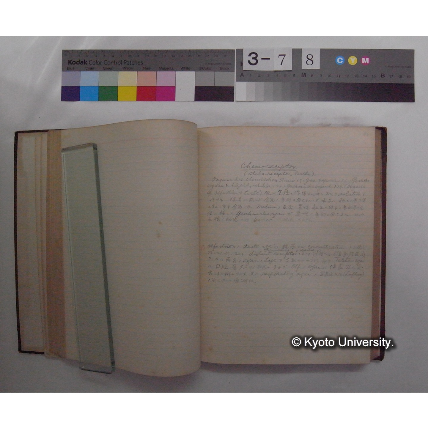 Vergleichende Physiologie (Band11: Sinnersorgane) (比較生理学 巻11 感覚器官) [翻訳ノート製本か] (13)