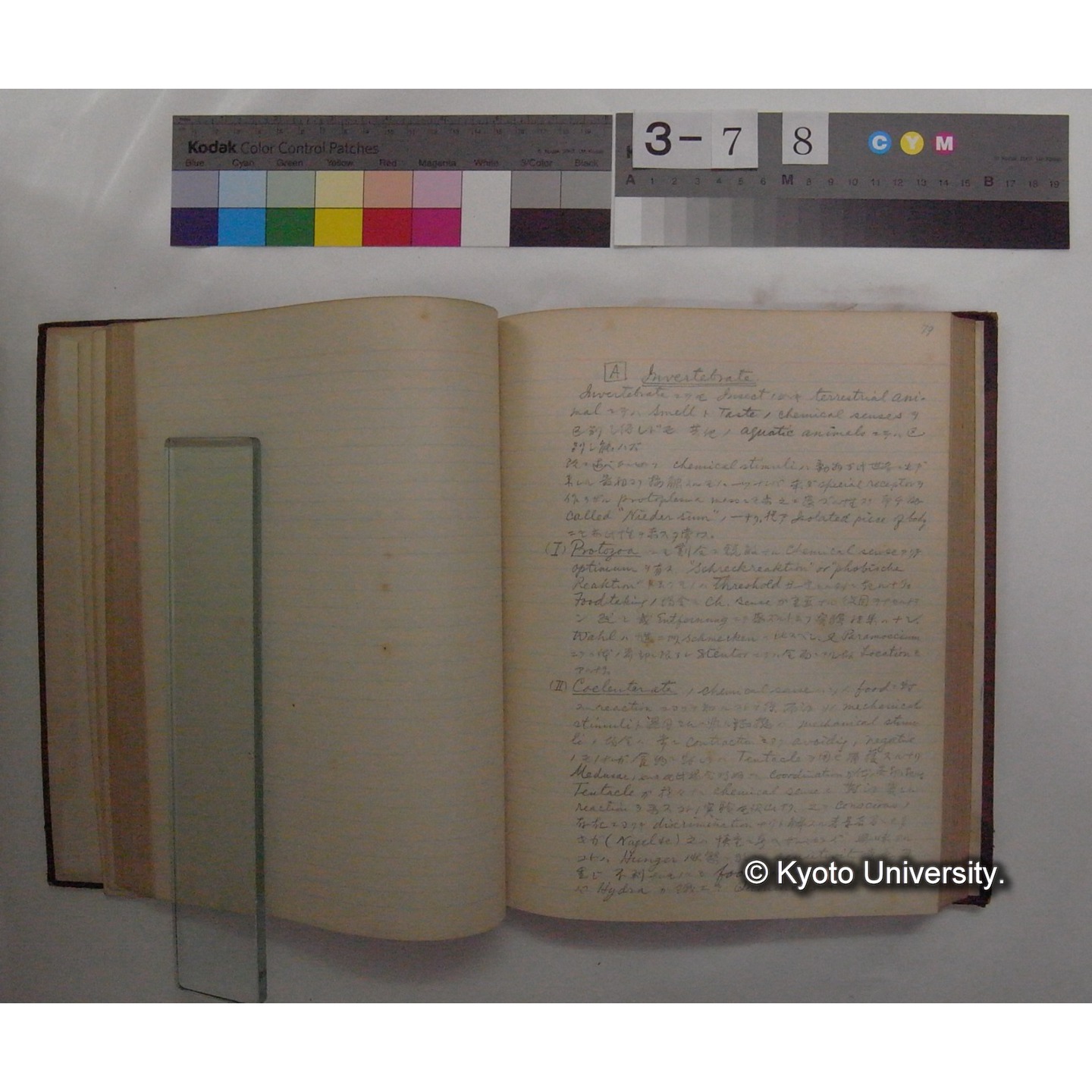 Vergleichende Physiologie (Band11: Sinnersorgane) (比較生理学 巻11 感覚器官) [翻訳ノート製本か] (14)