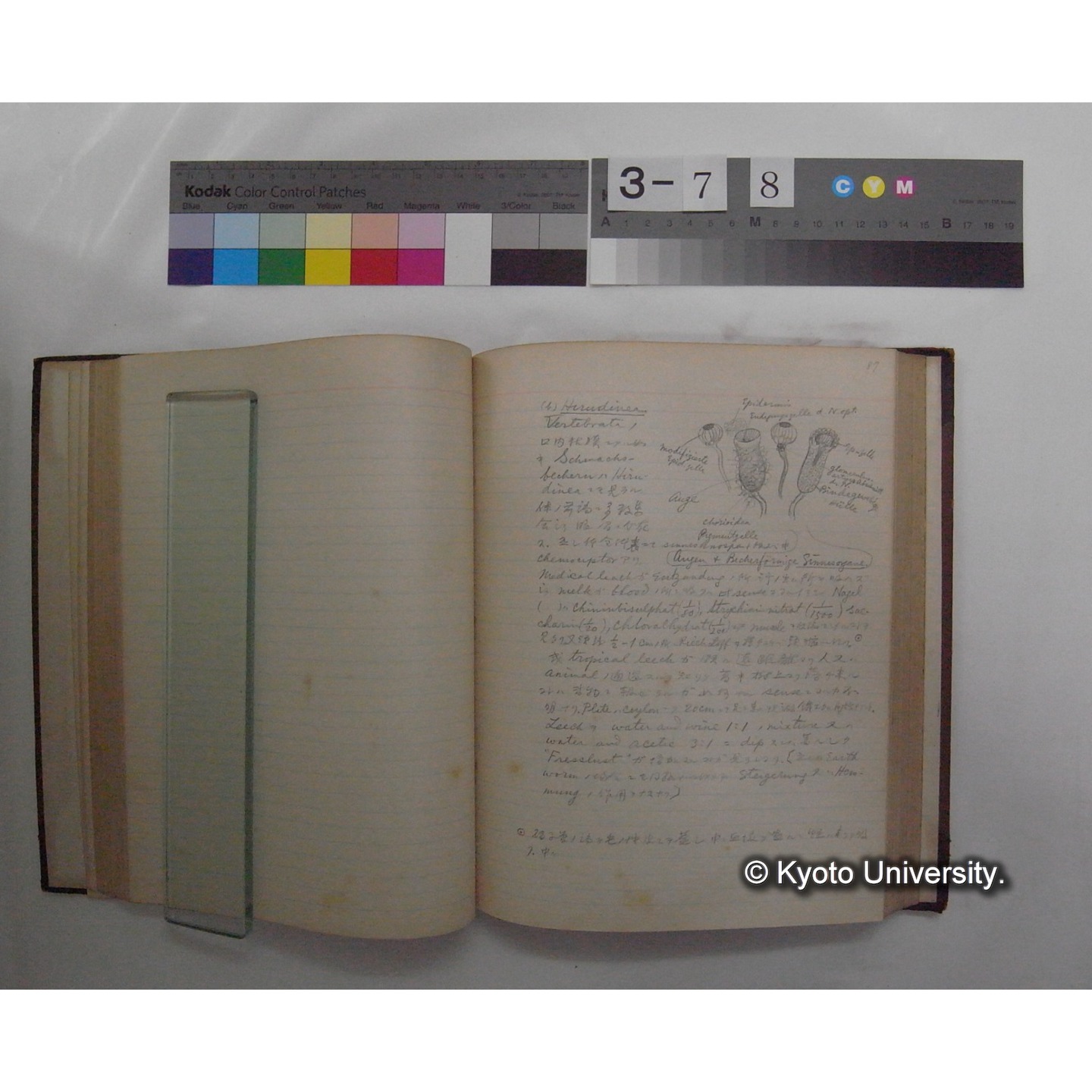 Vergleichende Physiologie (Band11: Sinnersorgane) (比較生理学 巻11 感覚器官) [翻訳ノート製本か] (15)