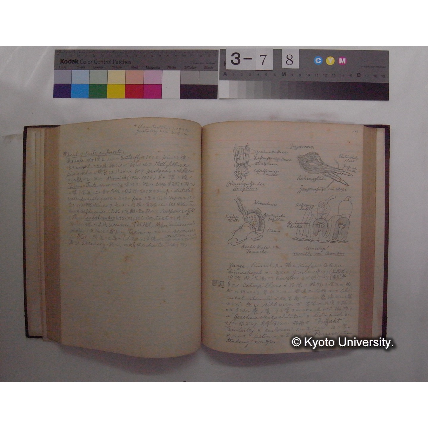 Vergleichende Physiologie (Band11: Sinnersorgane) (比較生理学 巻11 感覚器官) [翻訳ノート製本か] (18)