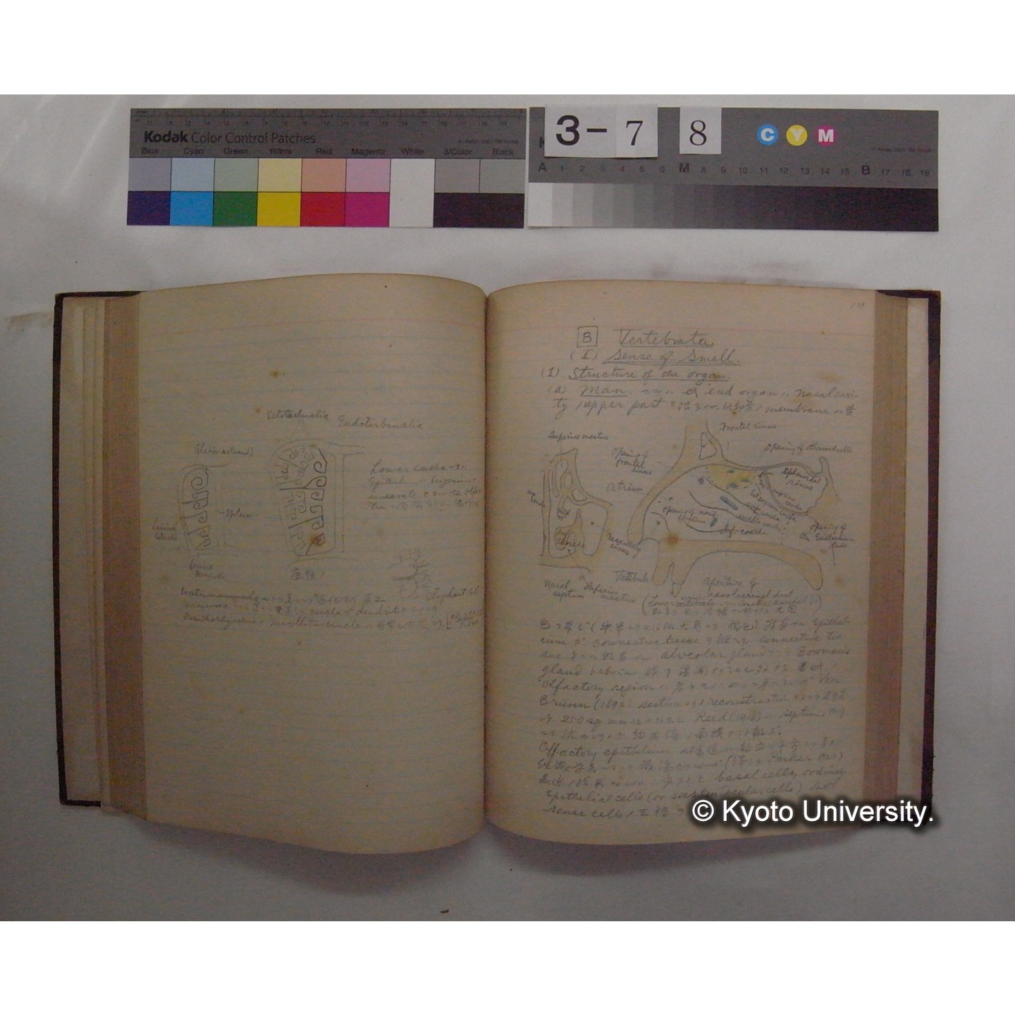 Vergleichende Physiologie (Band11: Sinnersorgane) (比較生理学 巻11 感覚器官) [翻訳ノート製本か] (19)