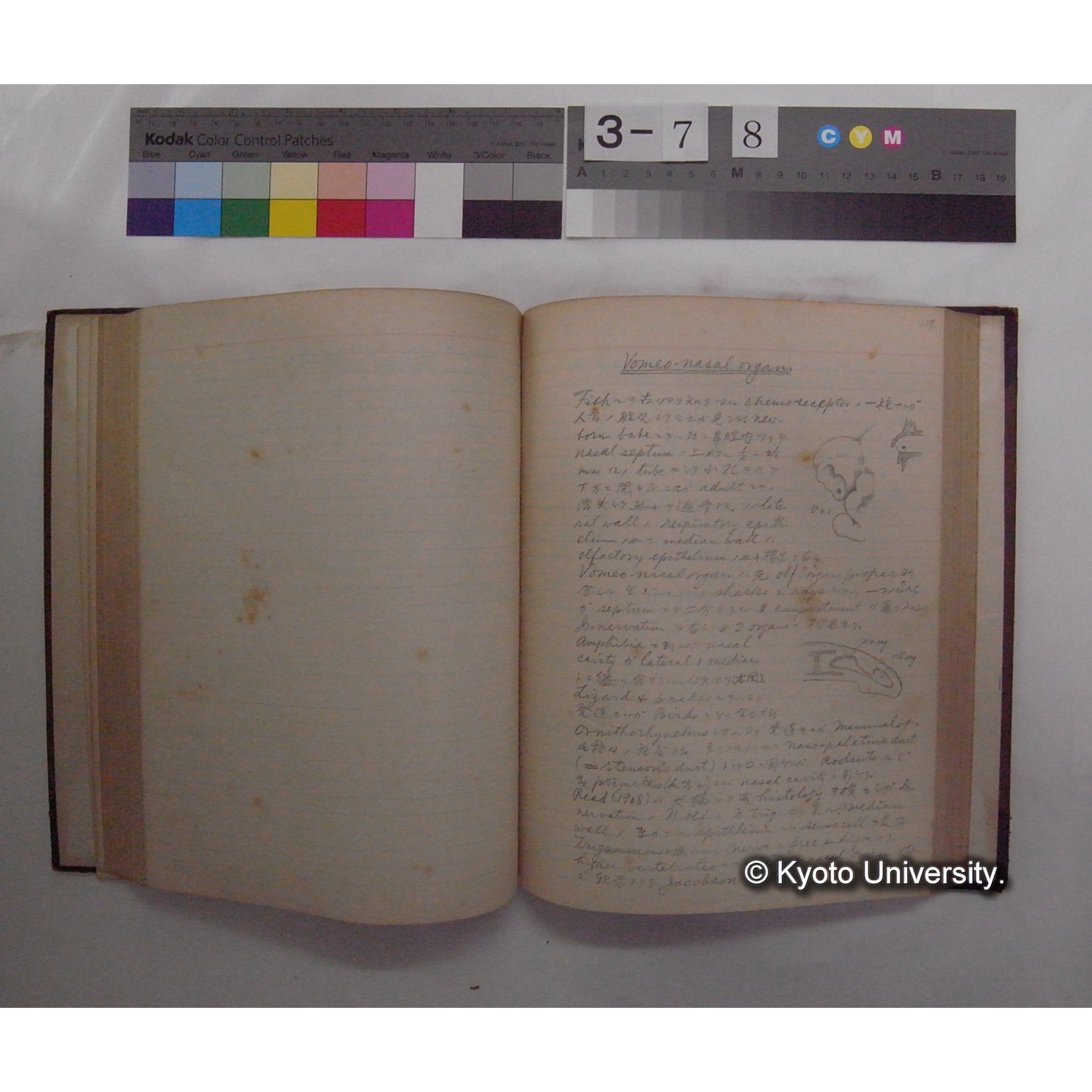 Vergleichende Physiologie (Band11: Sinnersorgane) (比較生理学 巻11 感覚器官) [翻訳ノート製本か] (20)