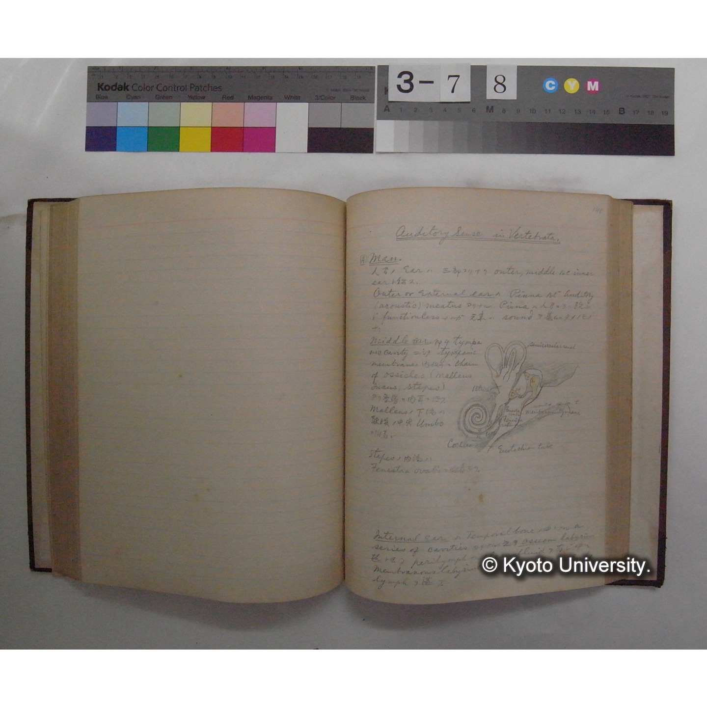 Vergleichende Physiologie (Band11: Sinnersorgane) (比較生理学 巻11 感覚器官) [翻訳ノート製本か] (22)