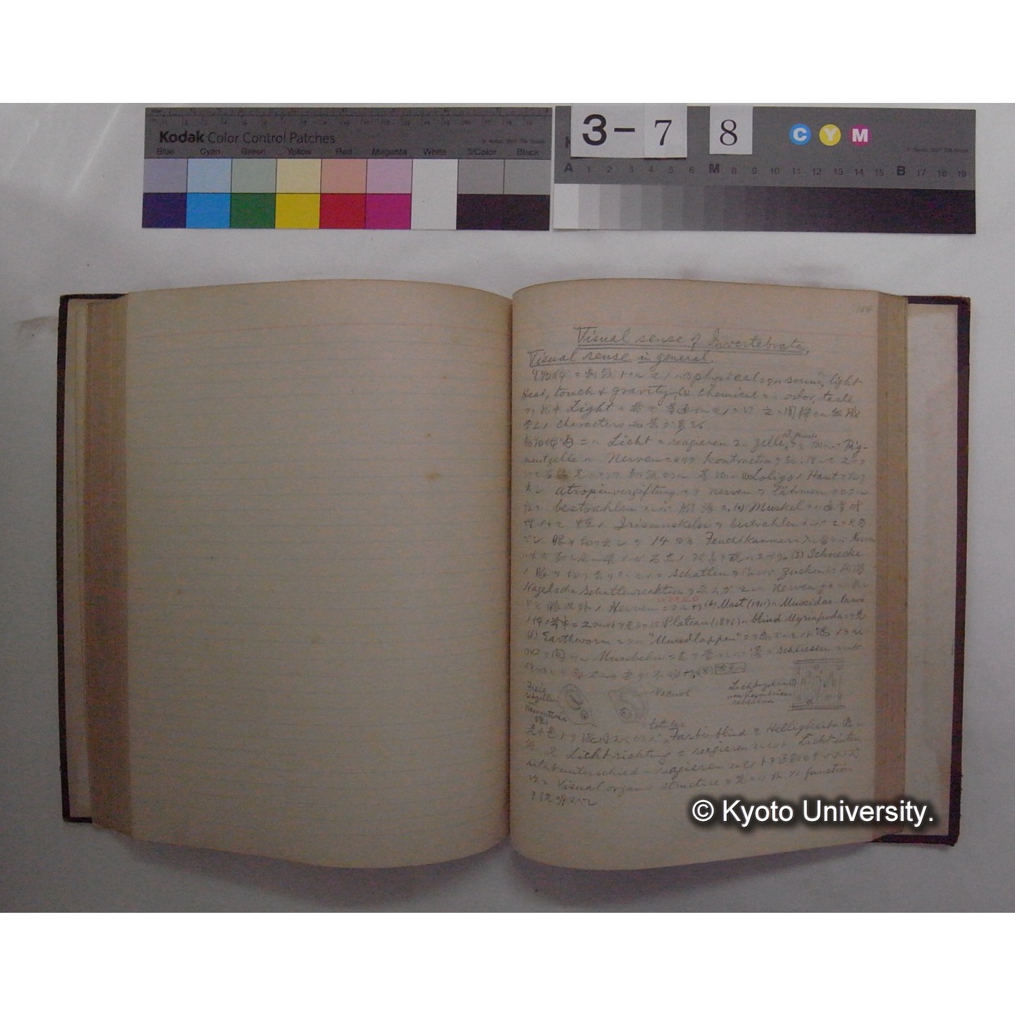 Vergleichende Physiologie (Band11: Sinnersorgane) (比較生理学 巻11 感覚器官) [翻訳ノート製本か] (24)