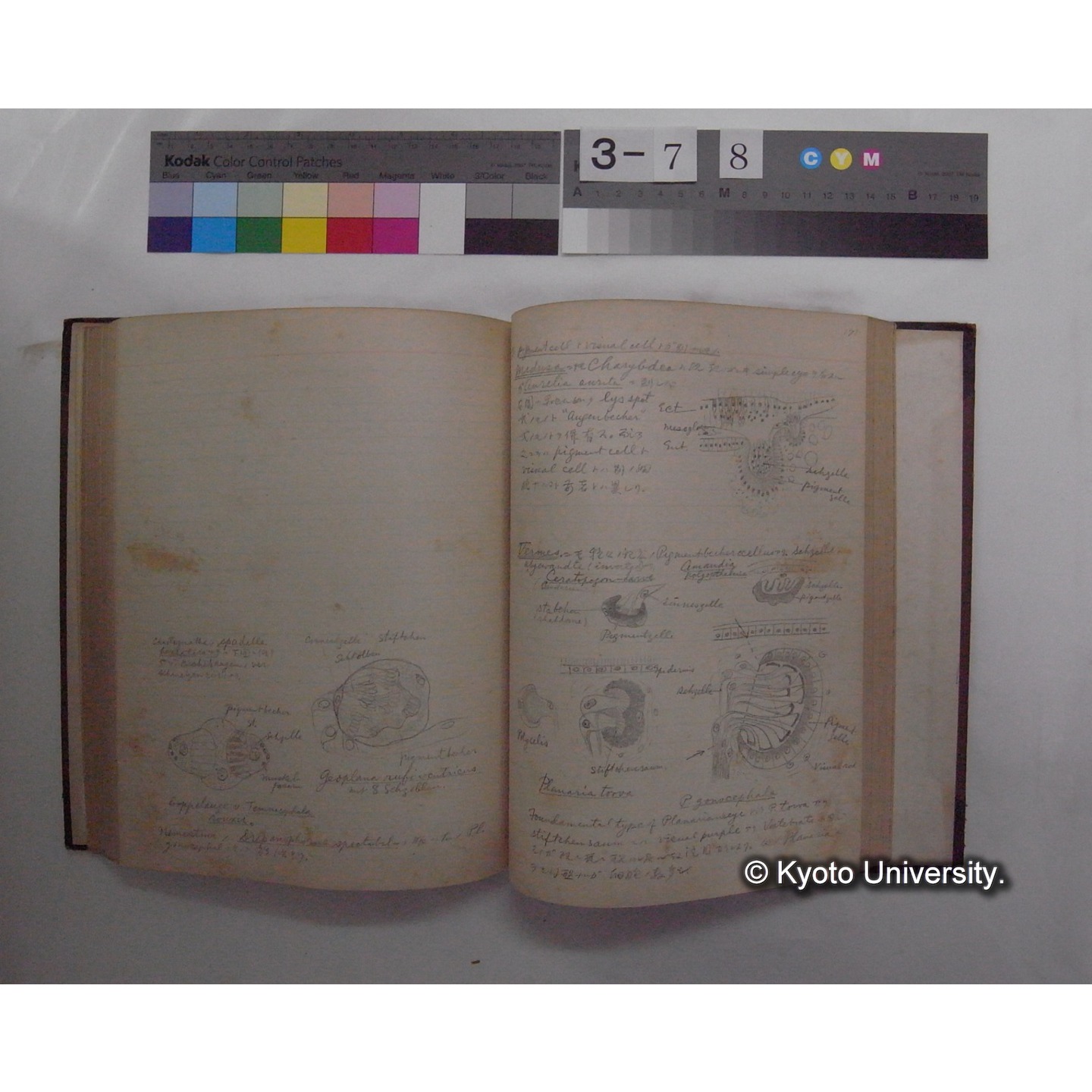 Vergleichende Physiologie (Band11: Sinnersorgane) (比較生理学 巻11 感覚器官) [翻訳ノート製本か] (25)