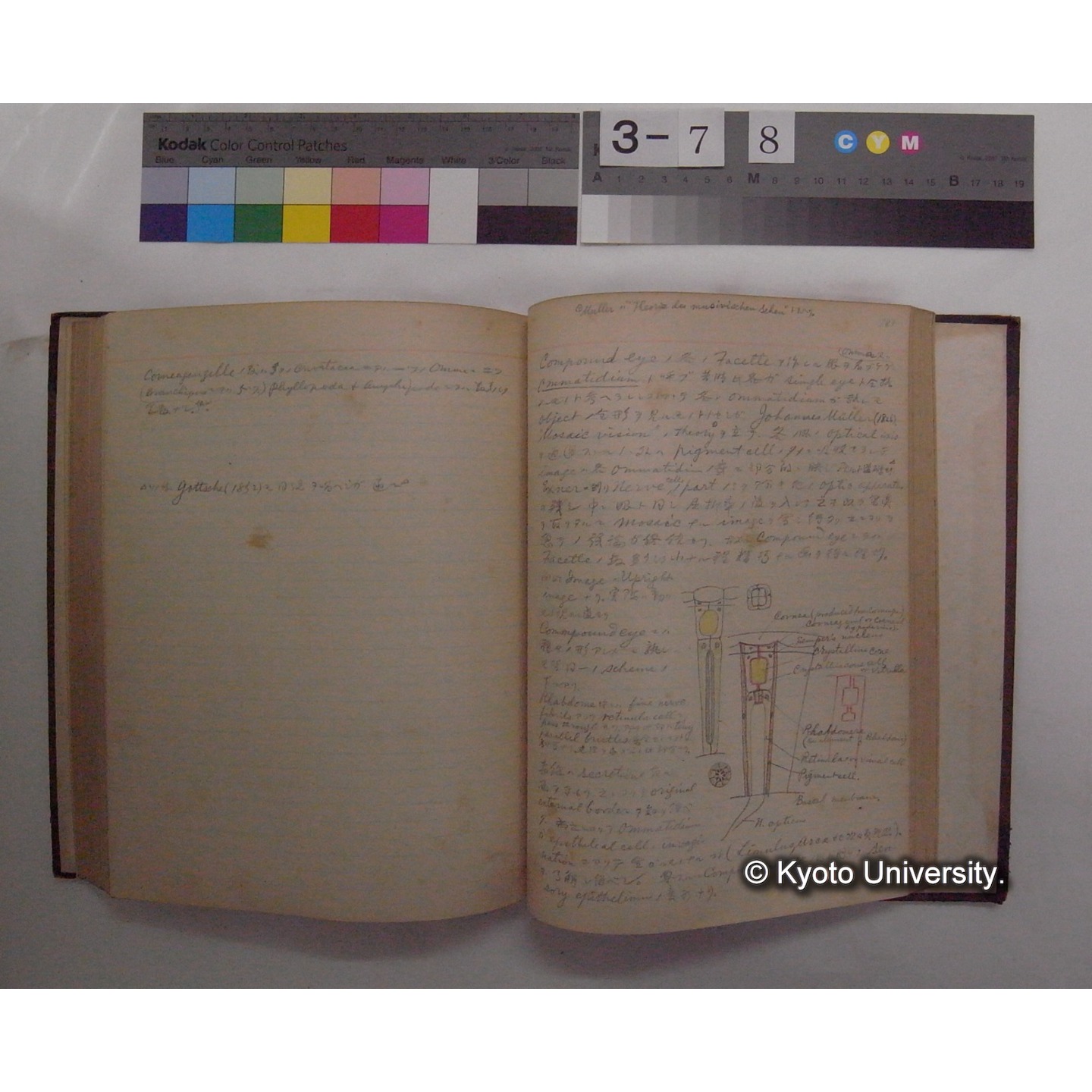 Vergleichende Physiologie (Band11: Sinnersorgane) (比較生理学 巻11 感覚器官) [翻訳ノート製本か] (26)