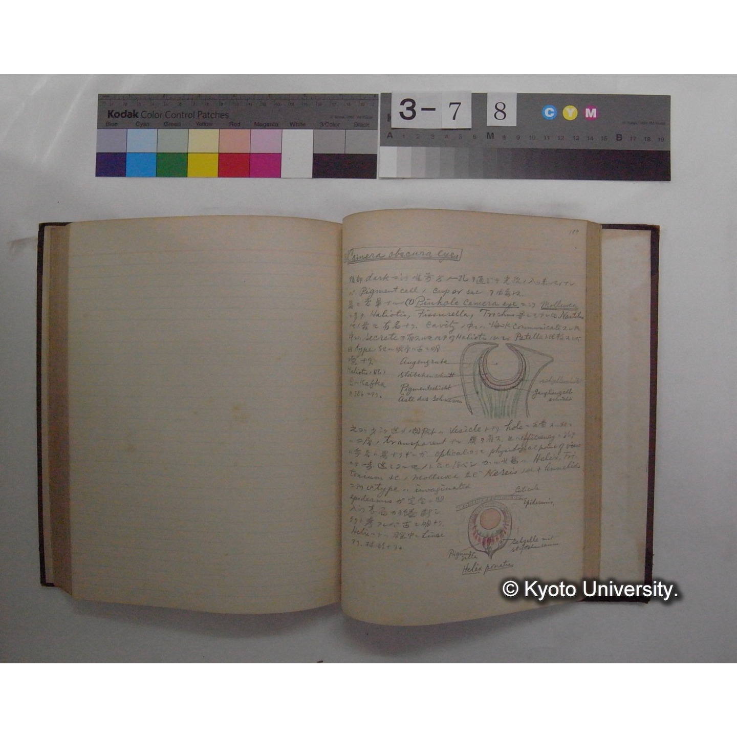 Vergleichende Physiologie (Band11: Sinnersorgane) (比較生理学 巻11 感覚器官) [翻訳ノート製本か] (27)