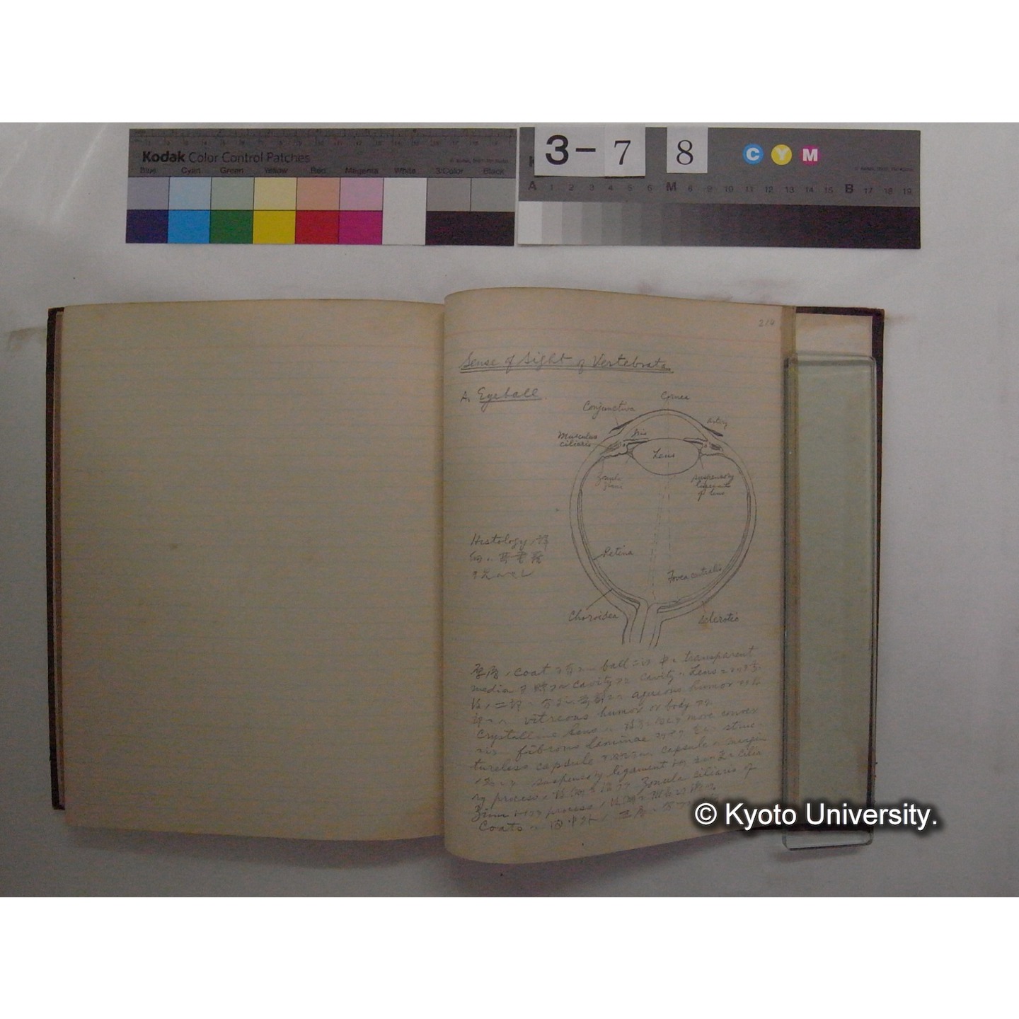 Vergleichende Physiologie (Band11: Sinnersorgane) (比較生理学 巻11 感覚器官) [翻訳ノート製本か] (29)