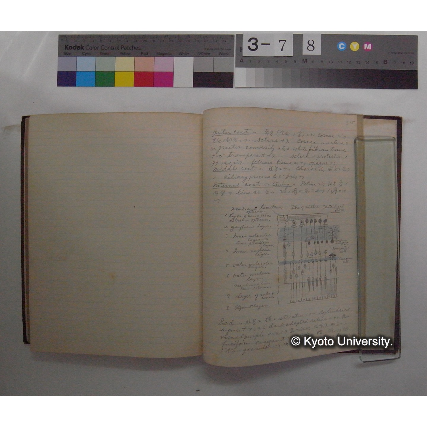 Vergleichende Physiologie (Band11: Sinnersorgane) (比較生理学 巻11 感覚器官) [翻訳ノート製本か] (30)