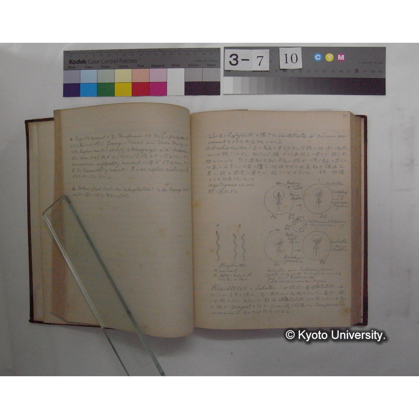 Vergleichende Physiologie (Band12: Tierpsychologie) (比較生理学 巻12 動物心理学) [翻訳ノート製本か] (11)