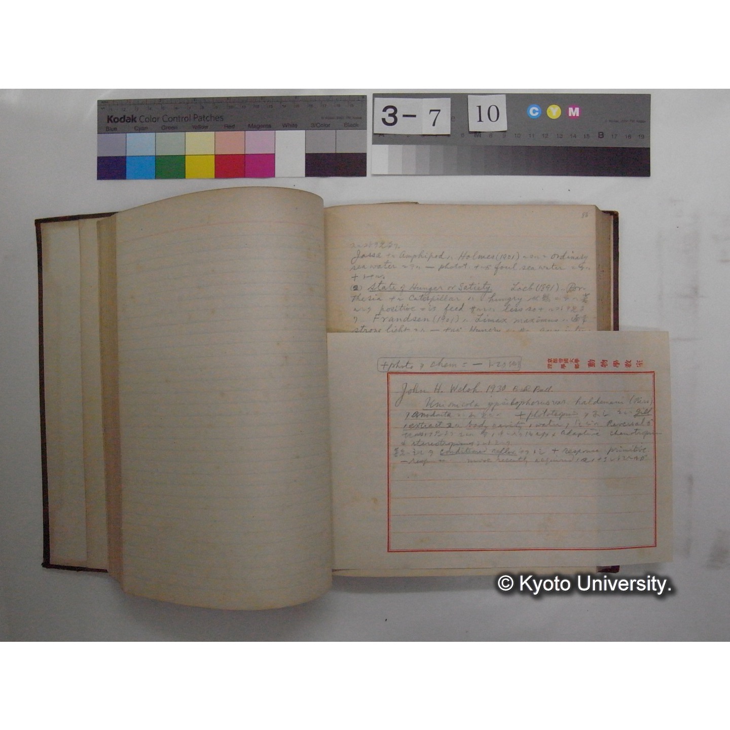 Vergleichende Physiologie (Band12: Tierpsychologie) (比較生理学 巻12 動物心理学) [翻訳ノート製本か] (14)