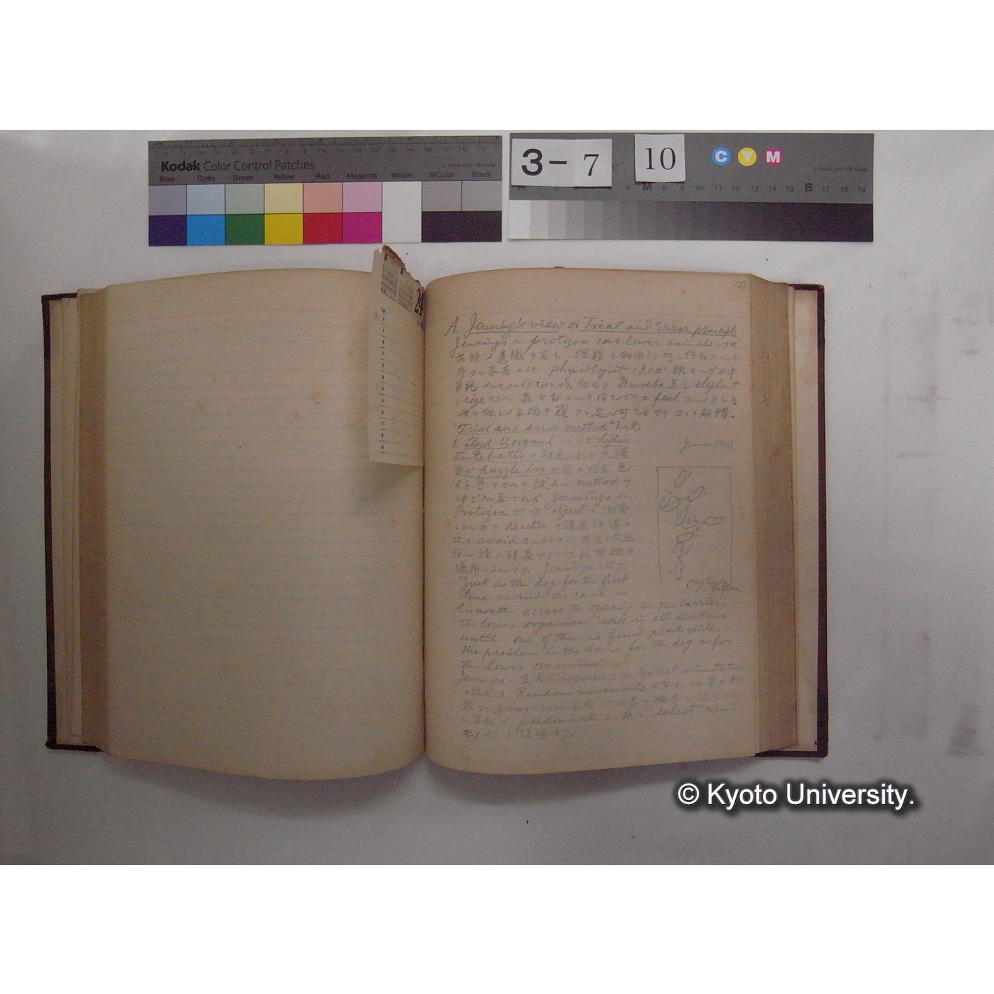 Vergleichende Physiologie (Band12: Tierpsychologie) (比較生理学 巻12 動物心理学) [翻訳ノート製本か] (20)