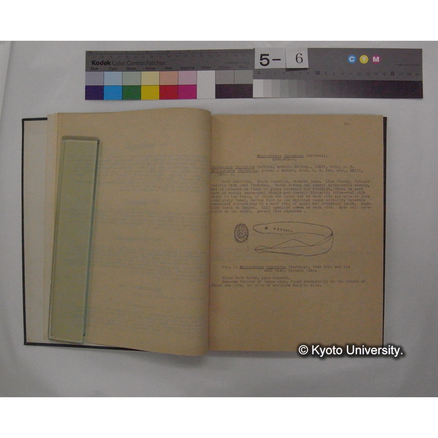 Fresh Water Fishes of Japan / by Denzaburo Miyaji (9)