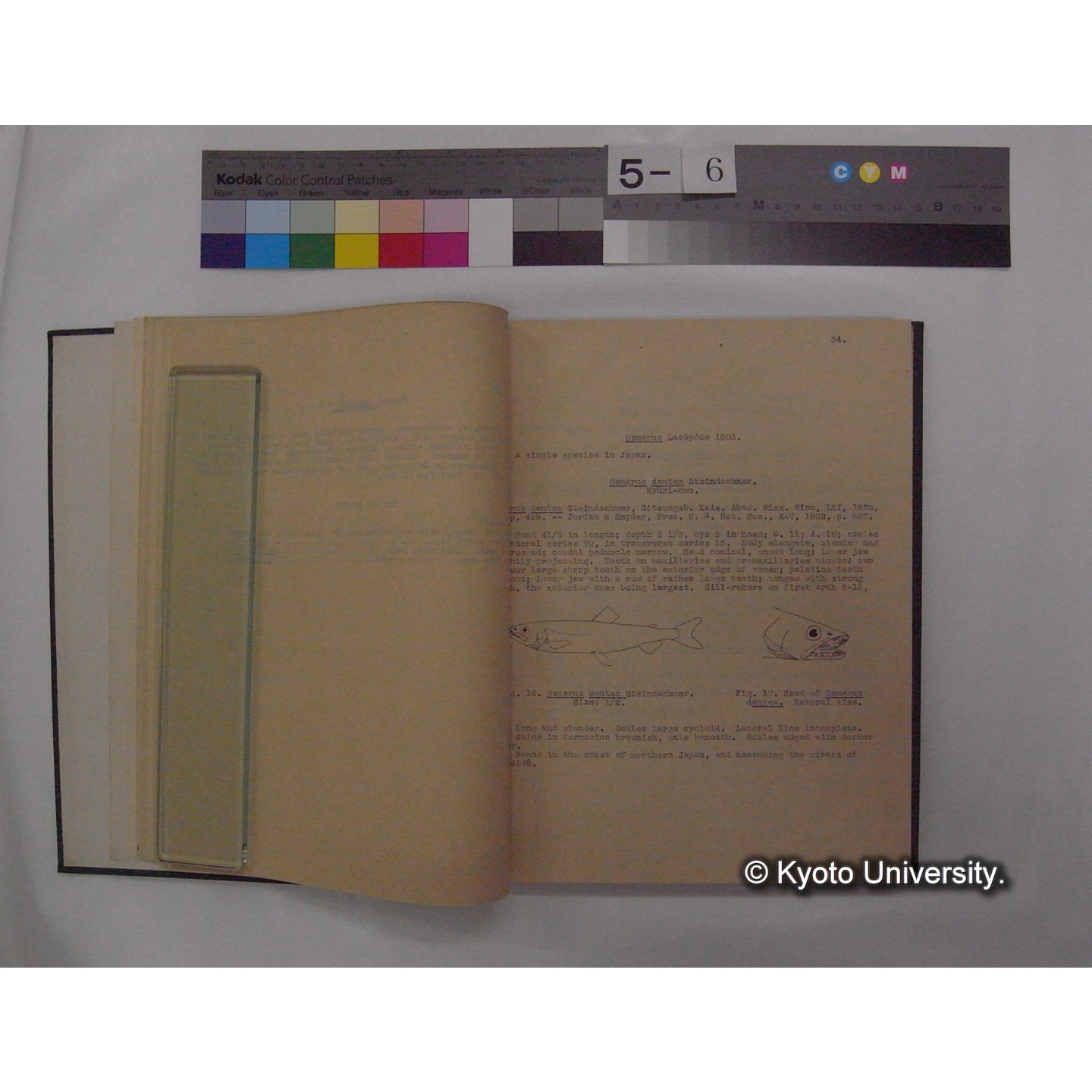 Fresh Water Fishes of Japan / by Denzaburo Miyaji (10)