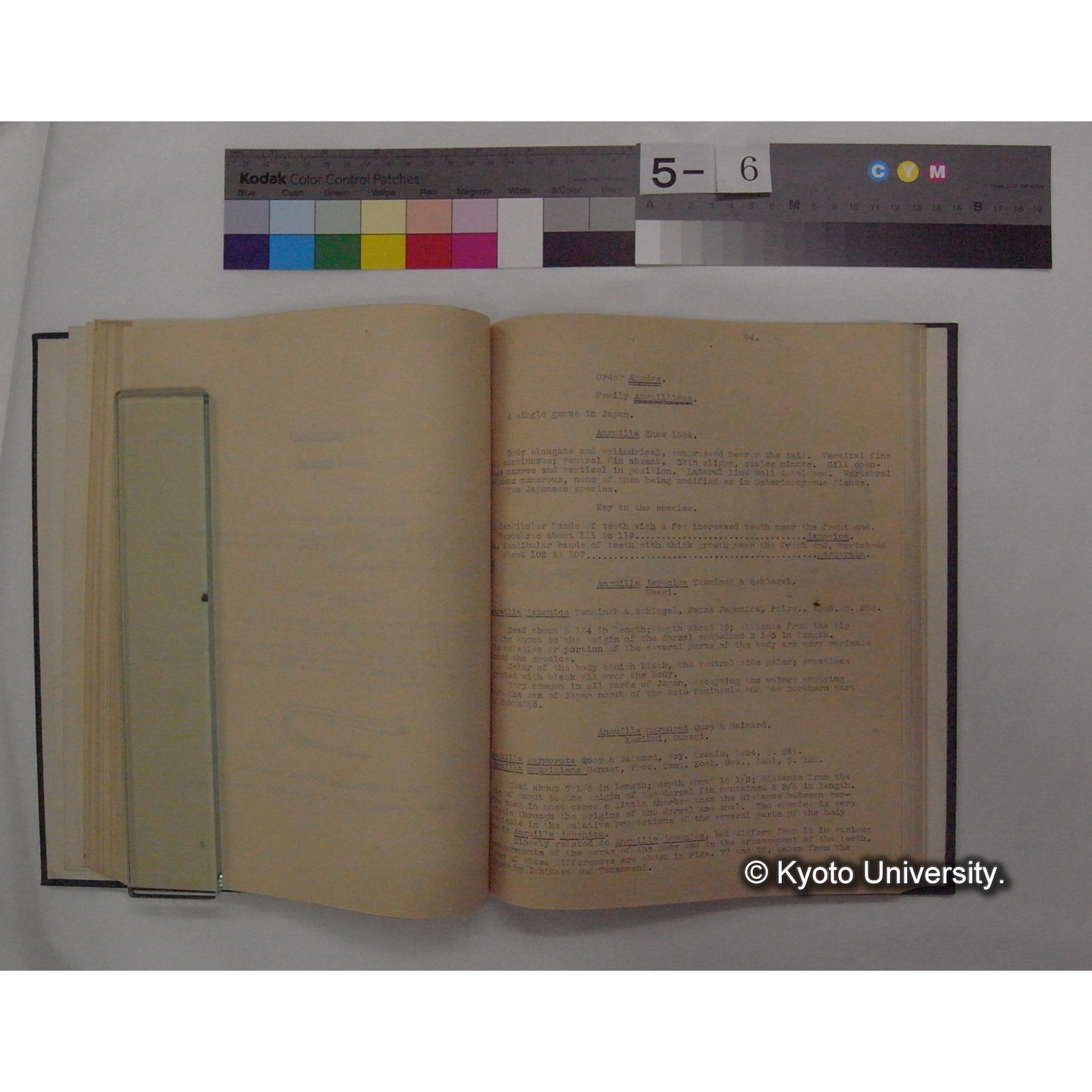 Fresh Water Fishes of Japan / by Denzaburo Miyaji (12)