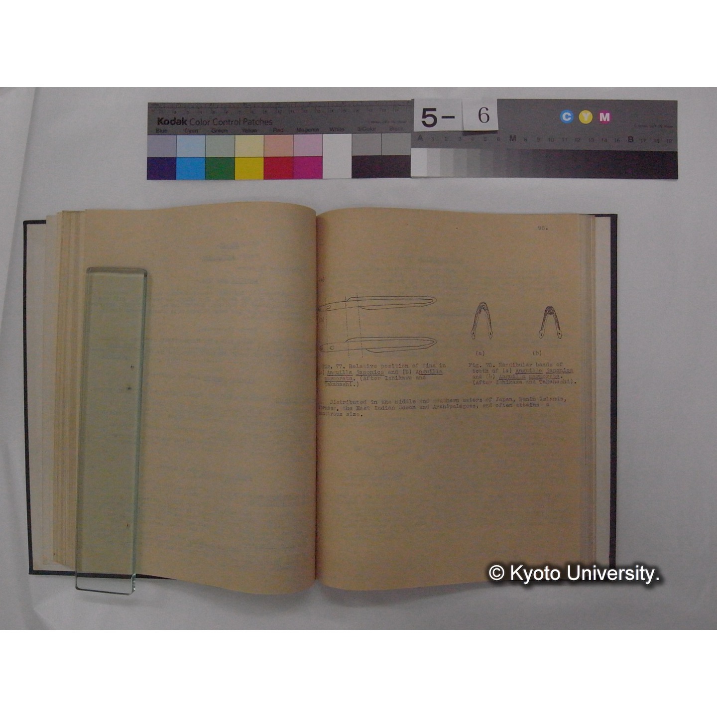 Fresh Water Fishes of Japan / by Denzaburo Miyaji (13)